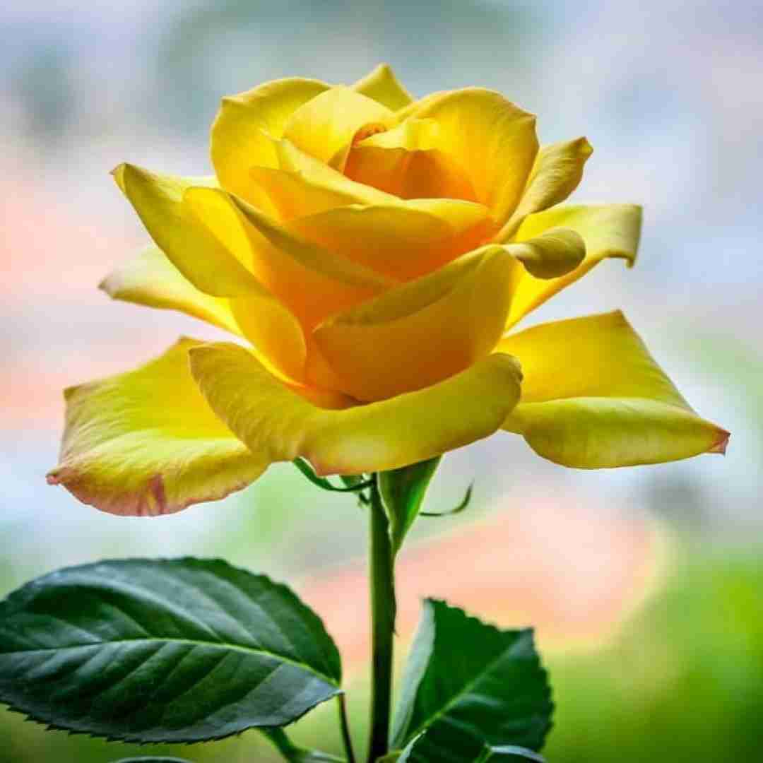 بیتا نابی دنیا میشه رویایی وقتی تو اینجایی