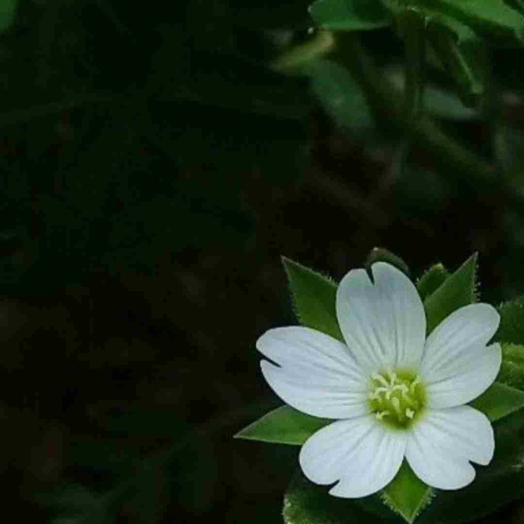 وقتی ازت دورم قلبم نمیزنه هرشب میشه زیر چشمام کبود