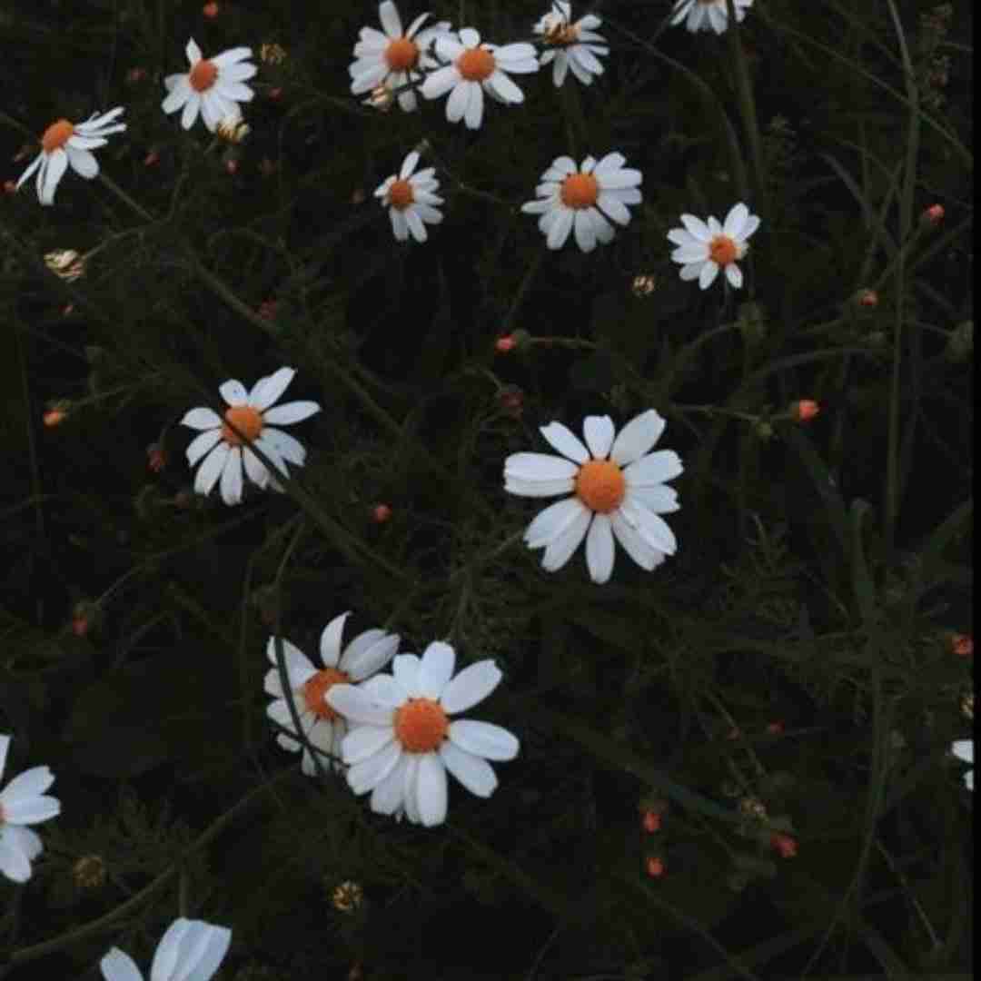  طلب دارم من از این زندگی از این شبا