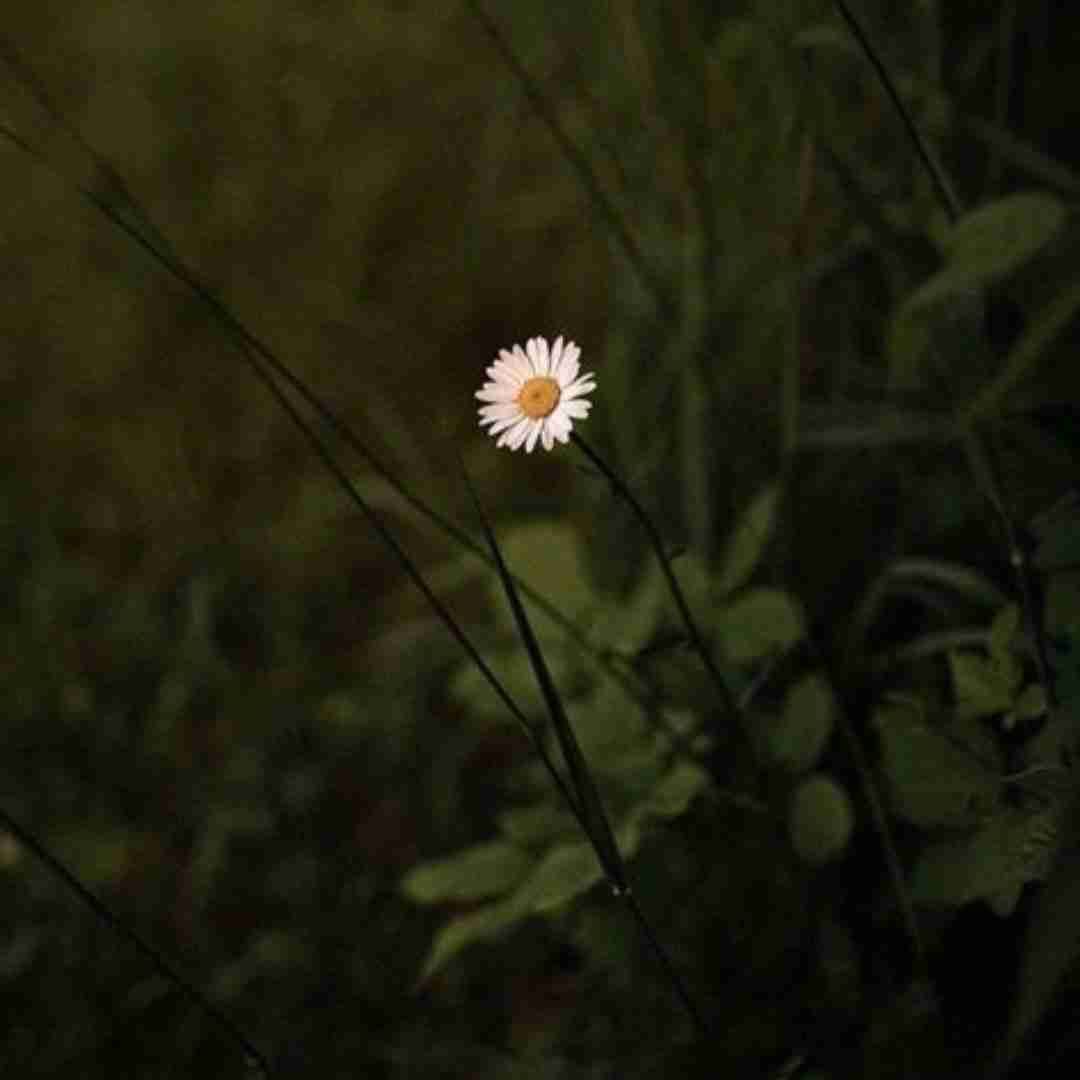  تینتت میده مزه کیندر