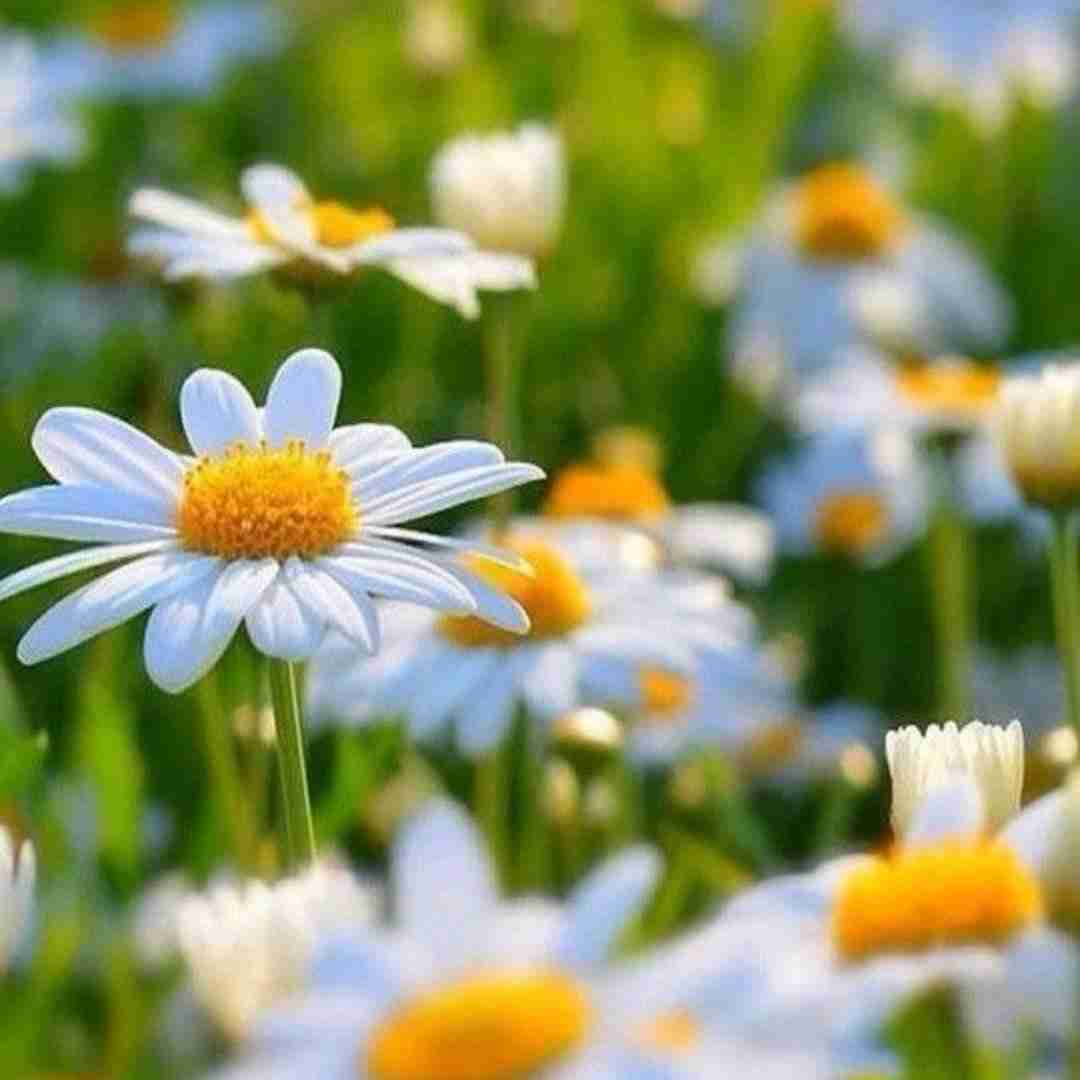 من یه روانی تو قمار من همو میکشیدیم