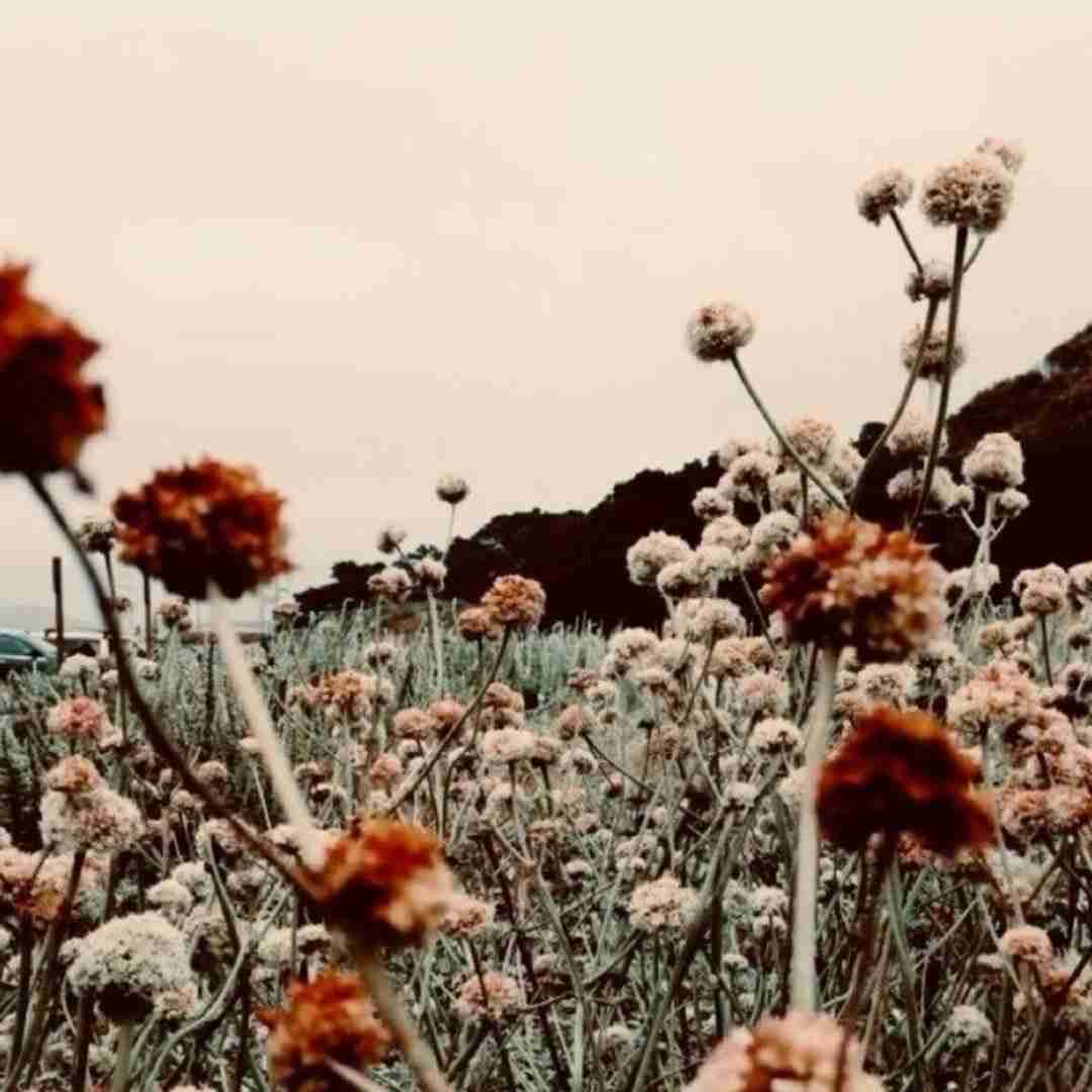   من که نازتو گرون میخرم با صدای زن