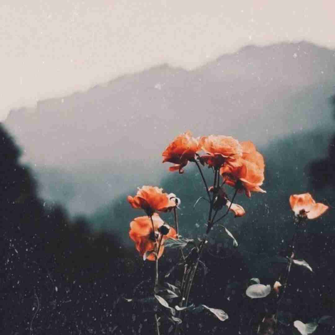  دلم میخوادت چون هر کی عاشقت شده یه ردی داده