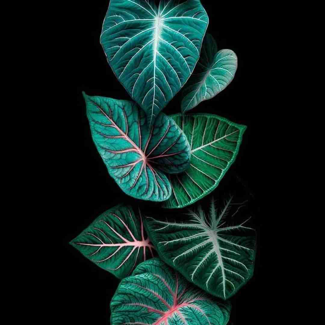  تو شمع باشی دلم پروانته دوست داره تورو با صدای زن