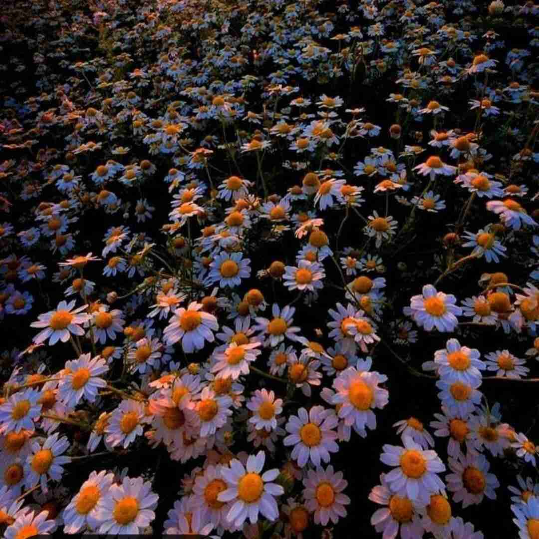  خوشگل ترین دختری که دیدم