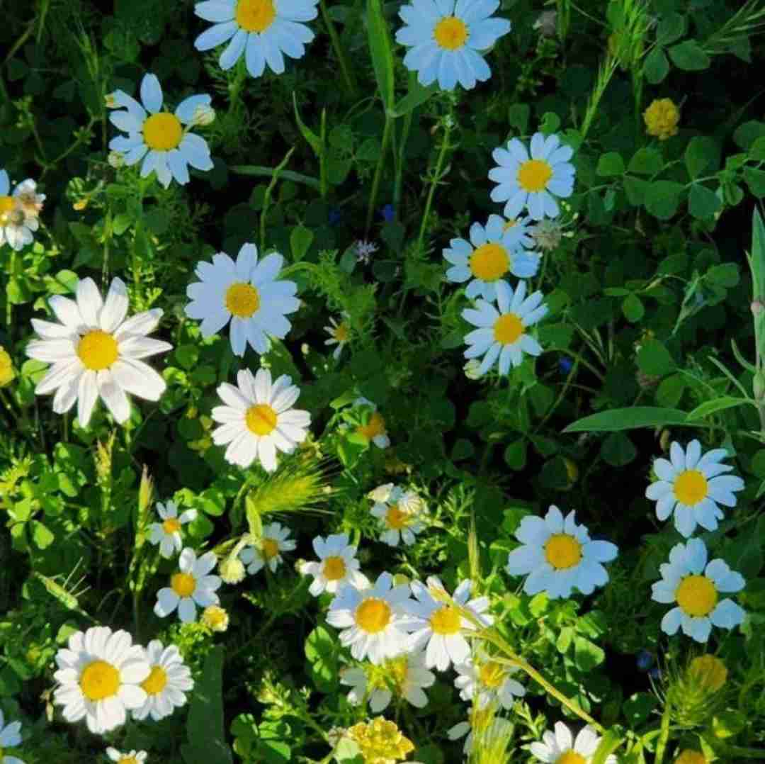  میده شل تکون تا بلرزه گردن فول لب بالانسه