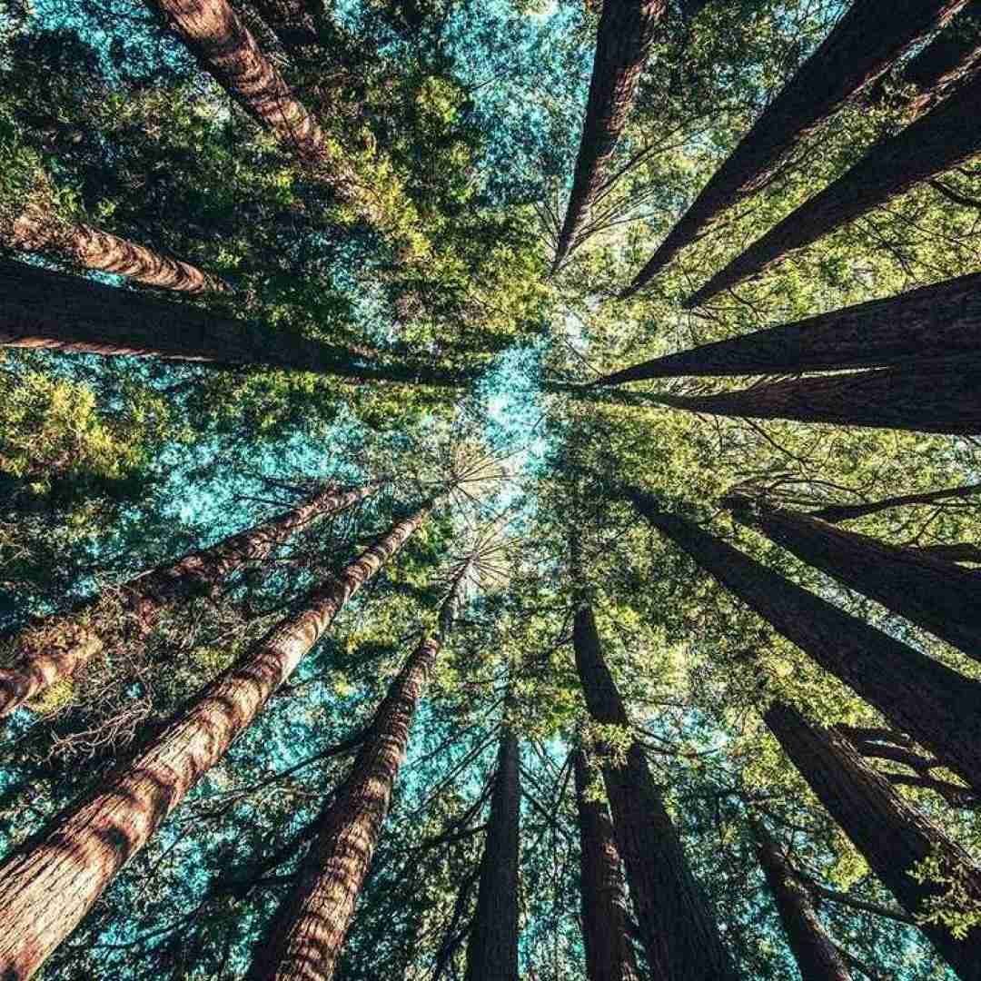 تو شمع باشی دلم پروانته دوست داره تورو با صدای زن