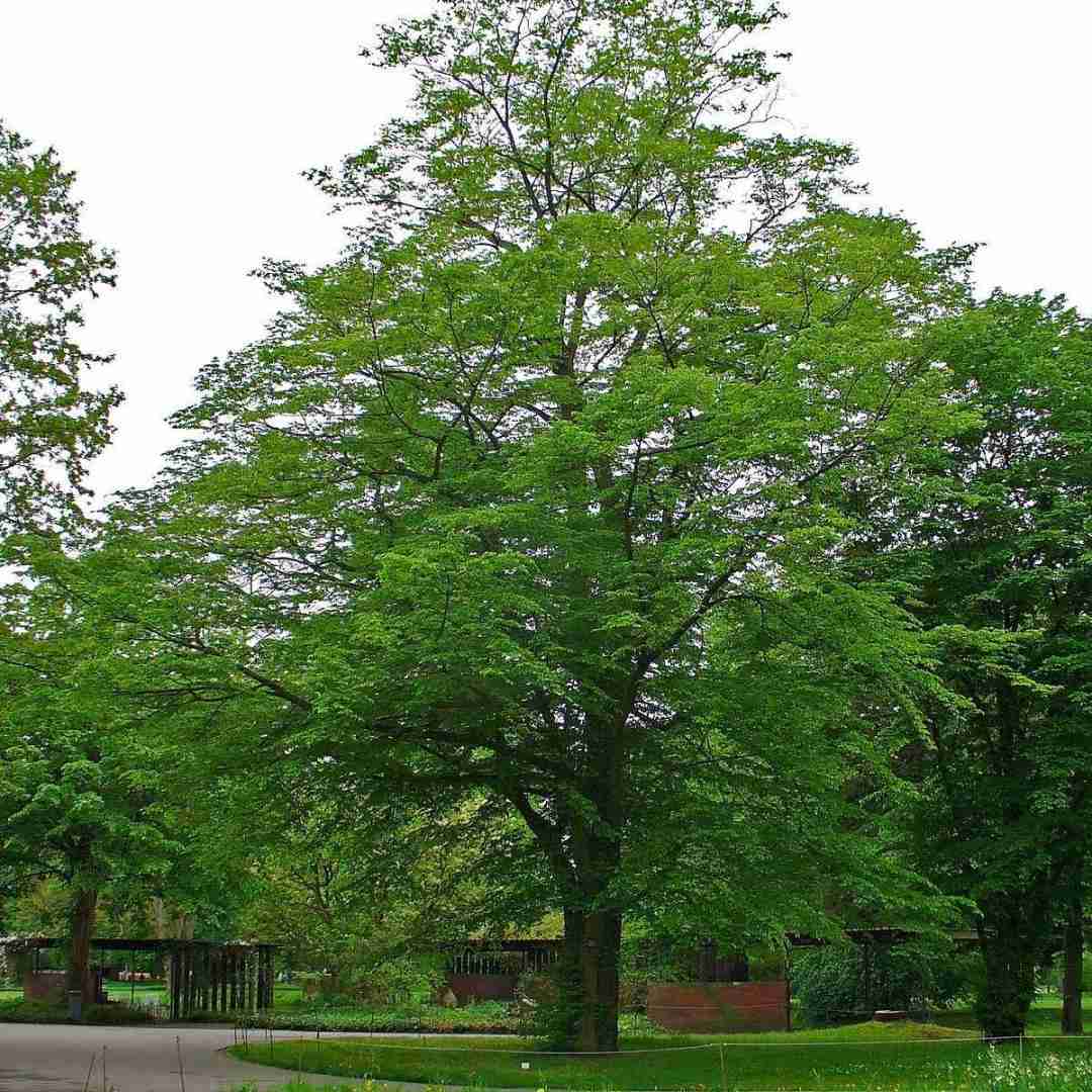  وحشی دوست داره صادی سوسمار