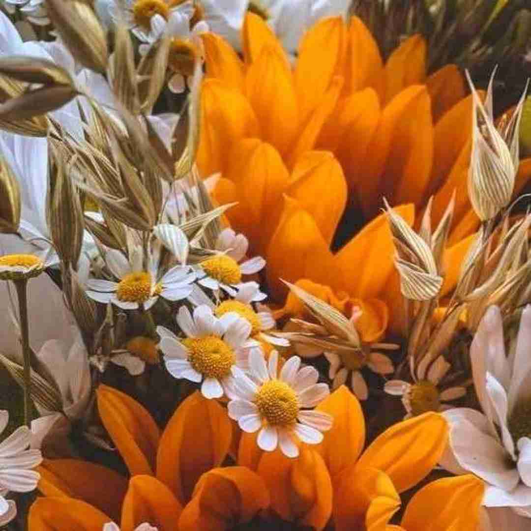 ﺑﻰ تو ﻣﻴﻤﻴﺮم ای داد ﺑﺮی دﻳﻮوﻧﻢ ای وای