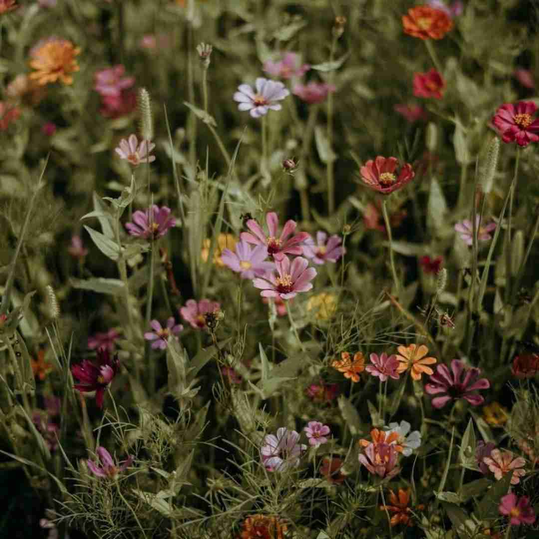 عجیب غریبه نه این زندگیه بی پدر (ترند اینستایی)