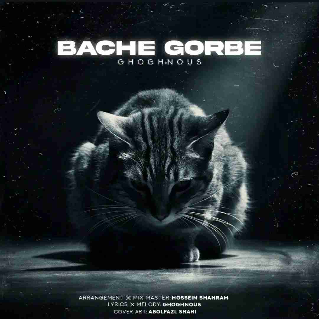 ققنوس بچه گربه