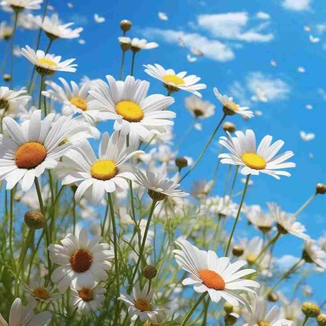 چه دافی تنبلی آره آره والا با صدای زن