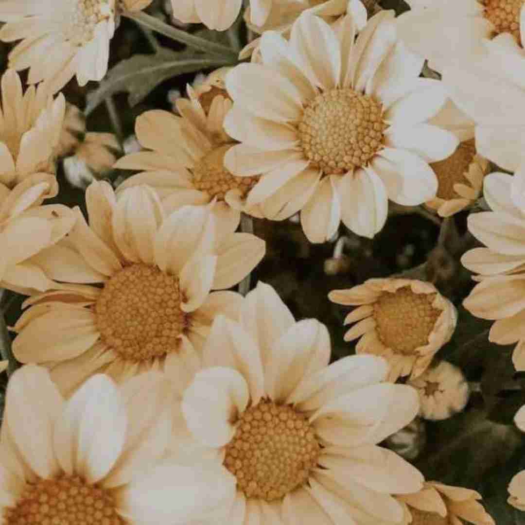 ایران با ما های میشه اینستایی