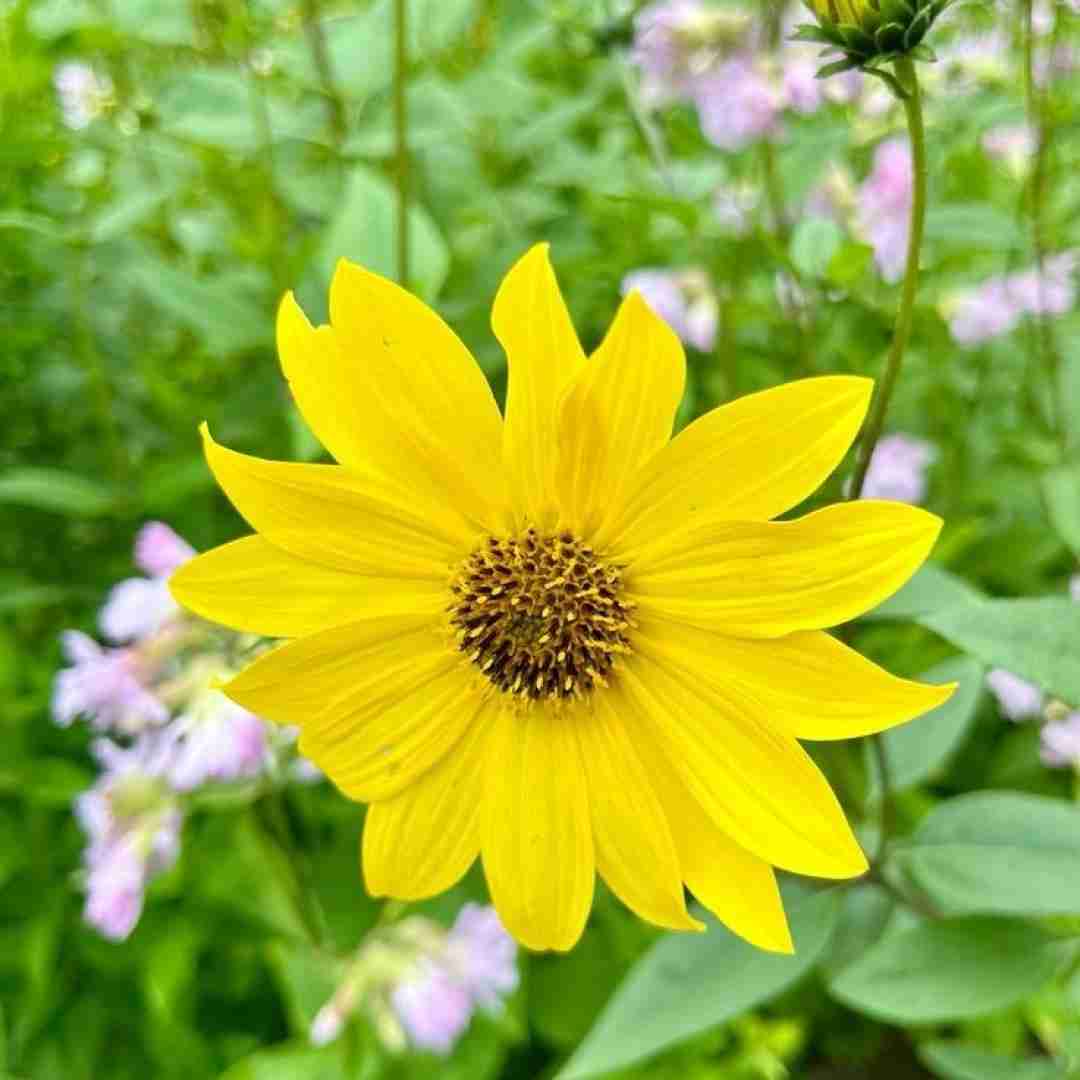  آی زلف تو لوله لوله لوله