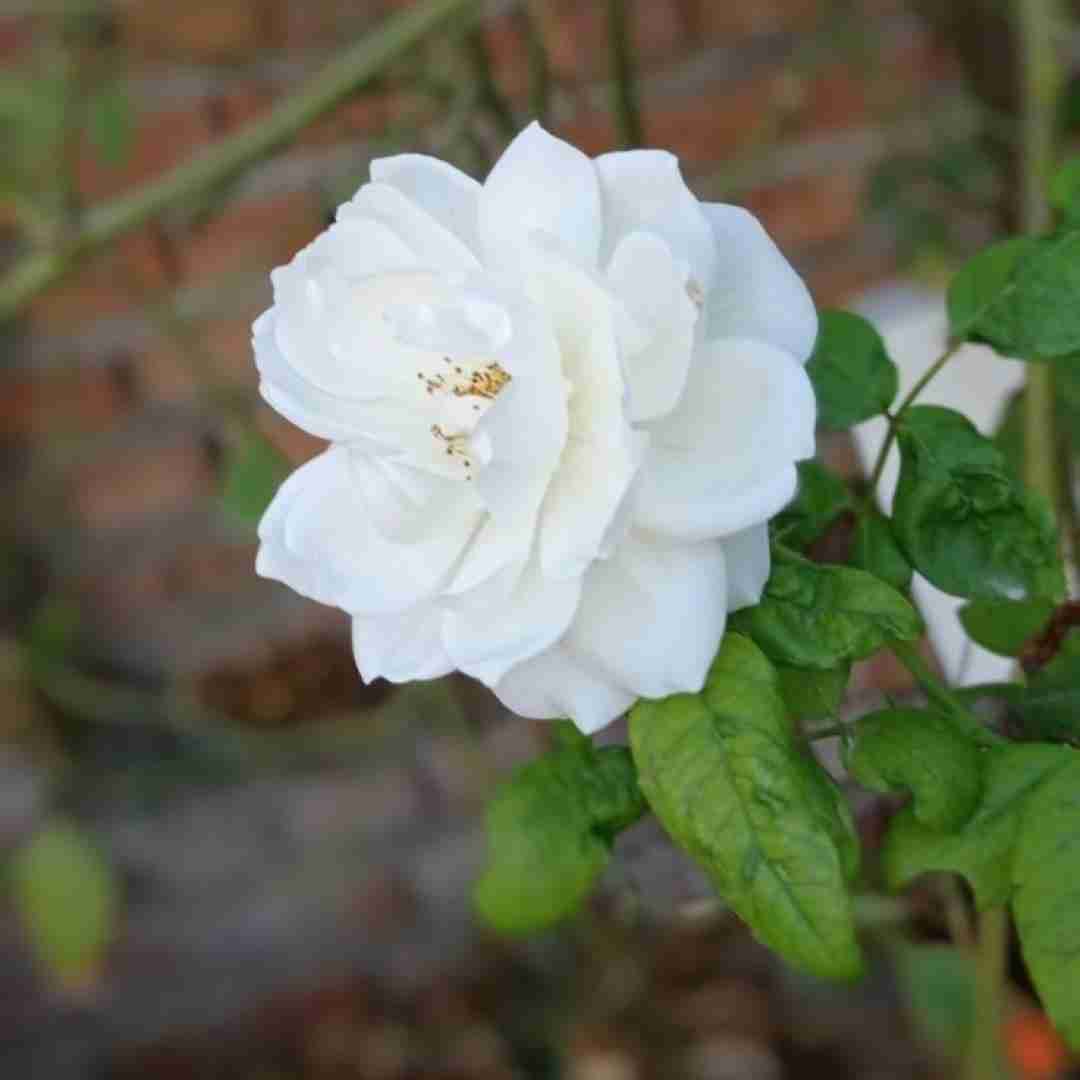  ببینم دوست داره هواتو داره