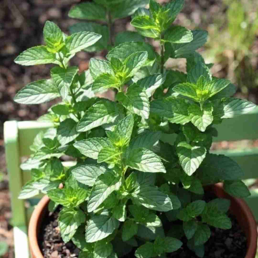  این جور به من نگاه نکن آتیش به هستیم نزن