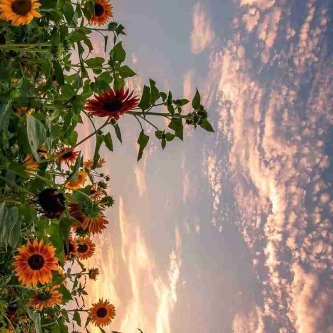 ماهک ابرو کمون لو مخملی تو ور برشتم