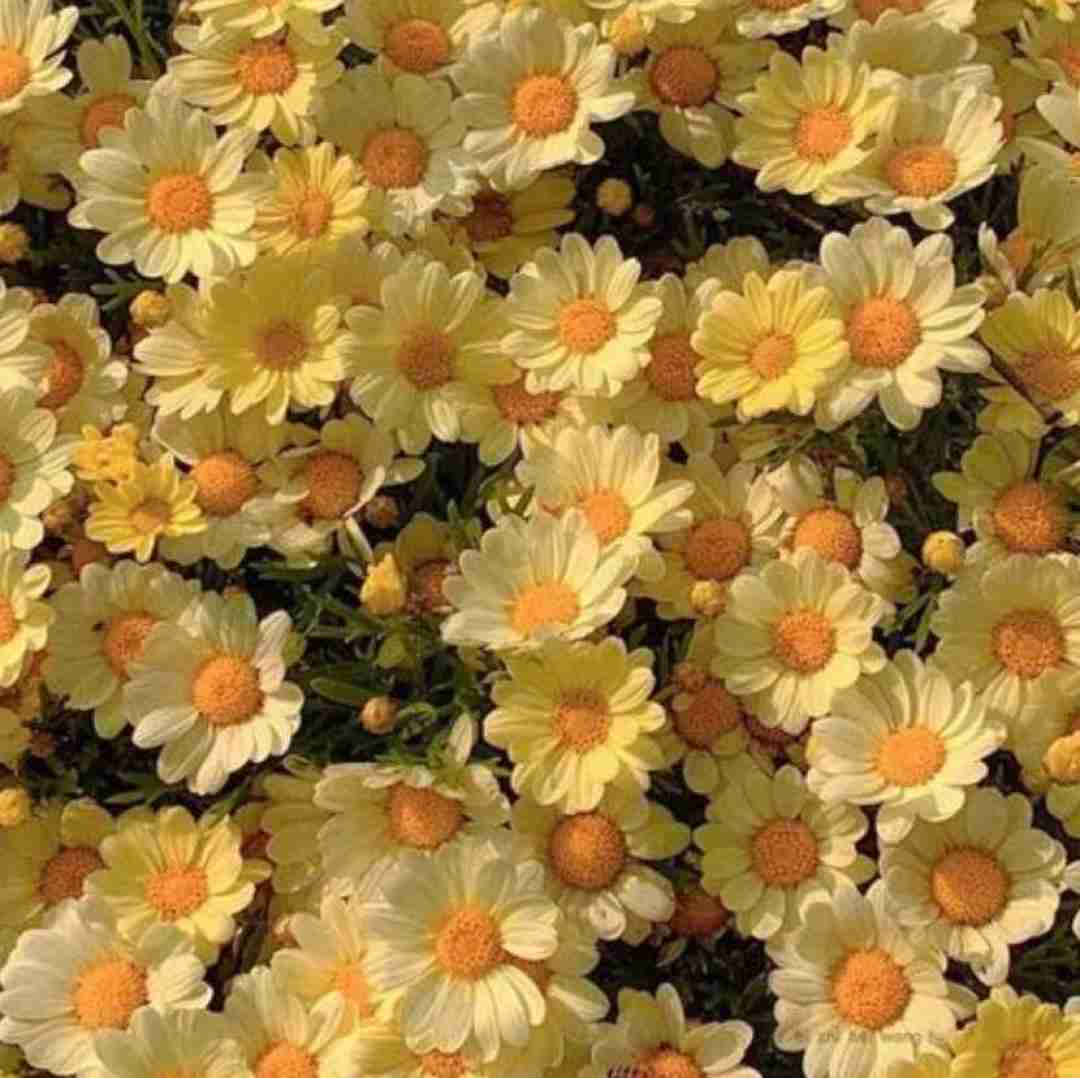  قد من نیستی با قد بلند