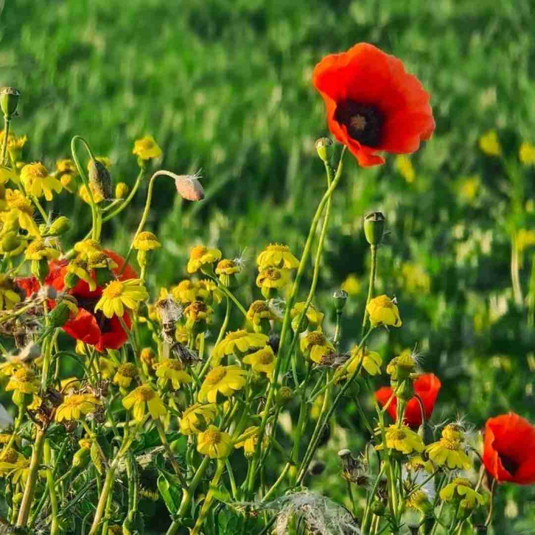  ثانیه ها برن ببینی شبه باز بالا سرمونه ماه کامل
