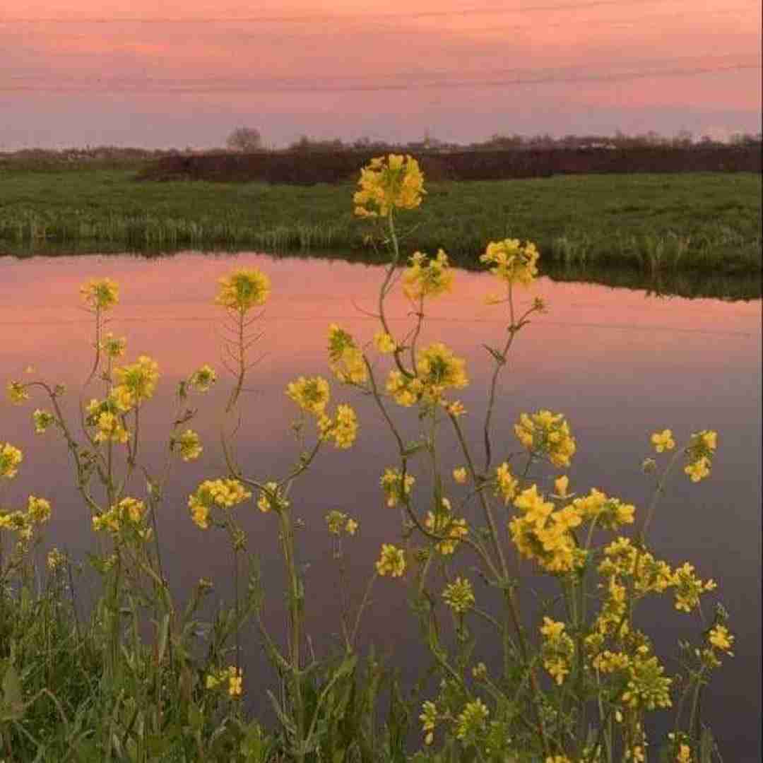  حواسم پرته همش خاموش میشه سیگارم  میگن نابغه شب بیداری