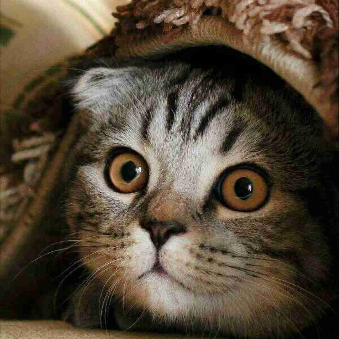  یه موقع هایی لازمه که بد شاخ شی بکشی چندتا