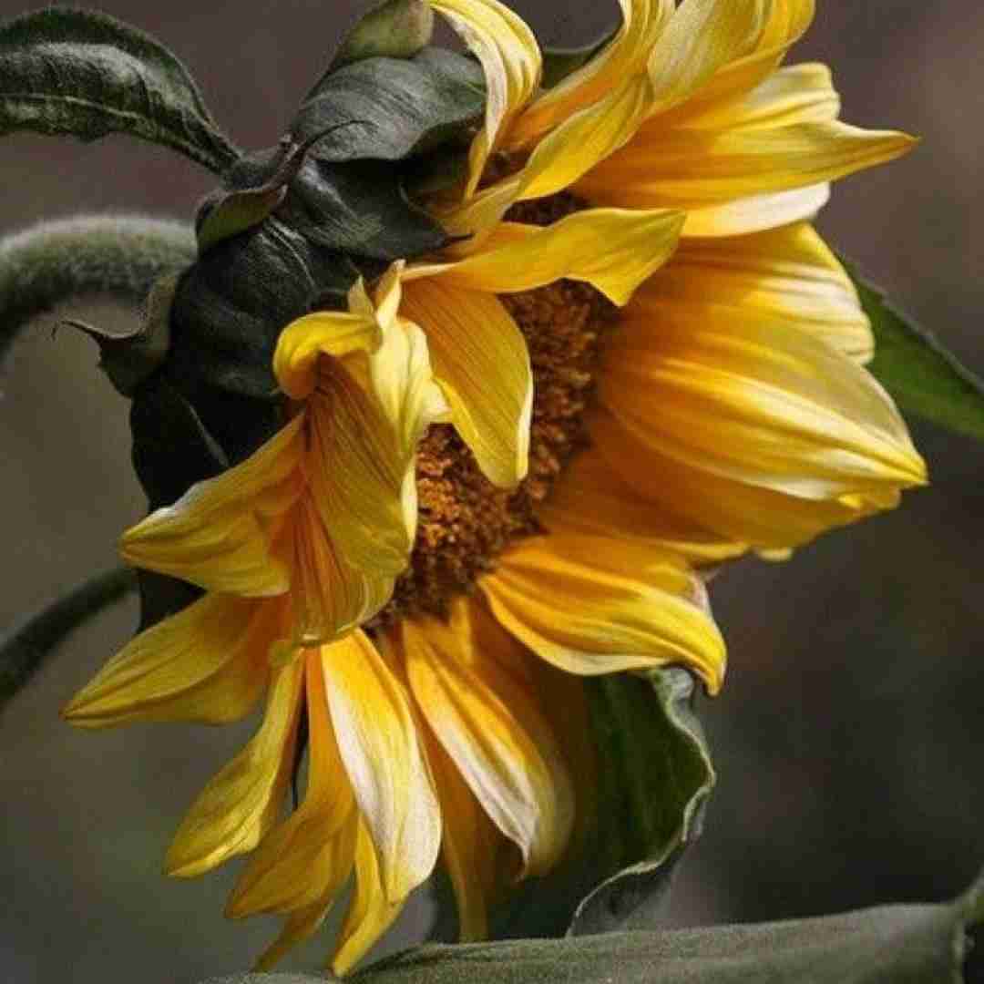  زندگی همینه اگه دوست نداشت اندازه من رفتم من با