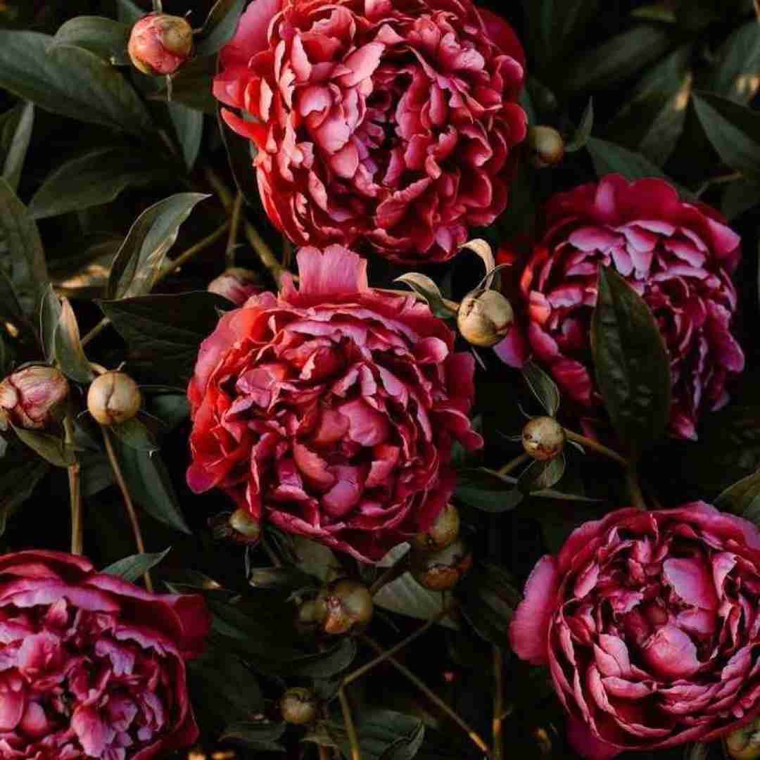  عجیب غریب داره میشه تازه حسم به دوستام نگم