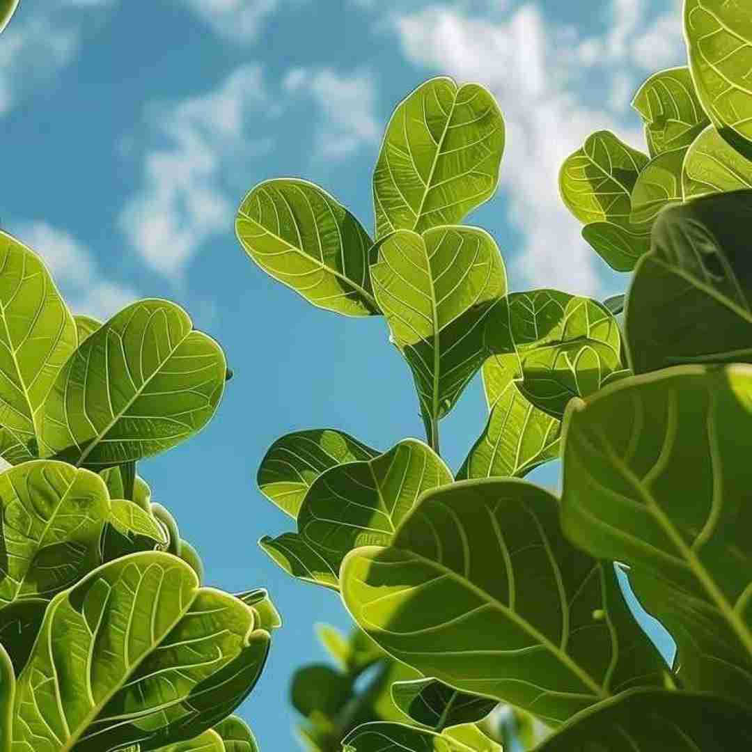  بلند شید داد شاه کار چاقالا داد شاهکار