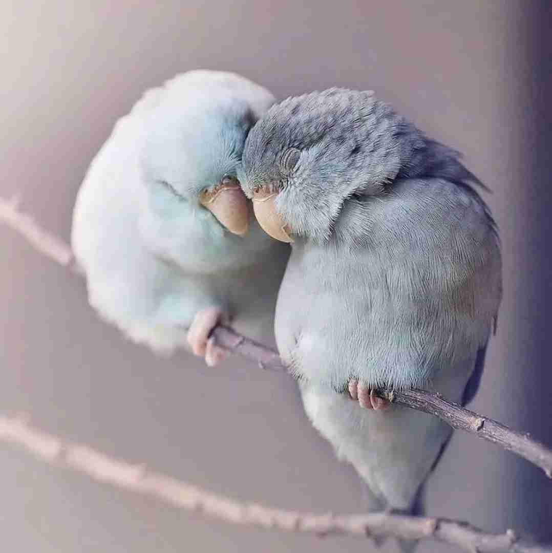  میکنی حالمو خوب رو تنم مونده که بوت