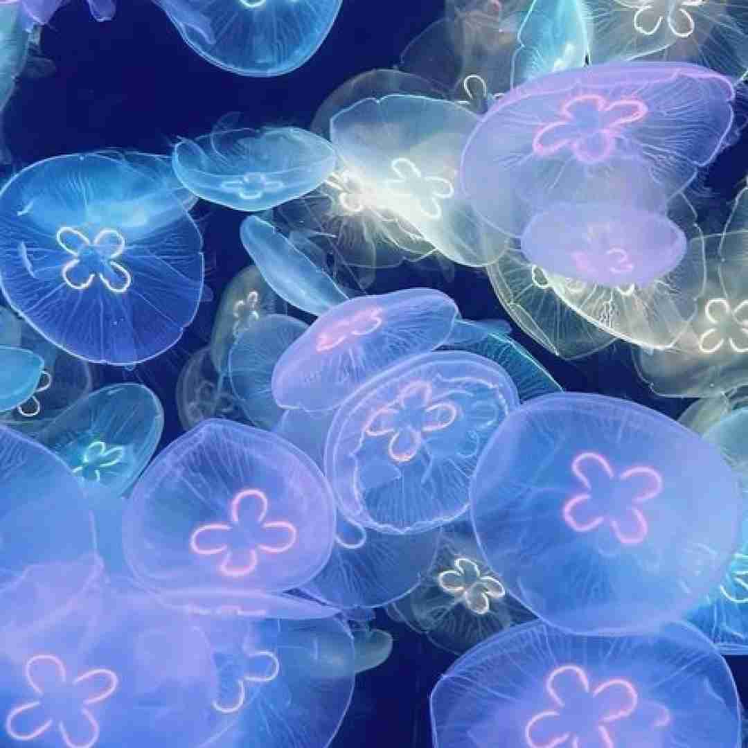  میخوام با تو کل شهرو بگردم من دور اون چشات بگردم