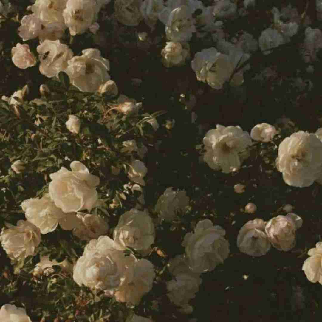 بعد تو که نداره جون این دل خسته