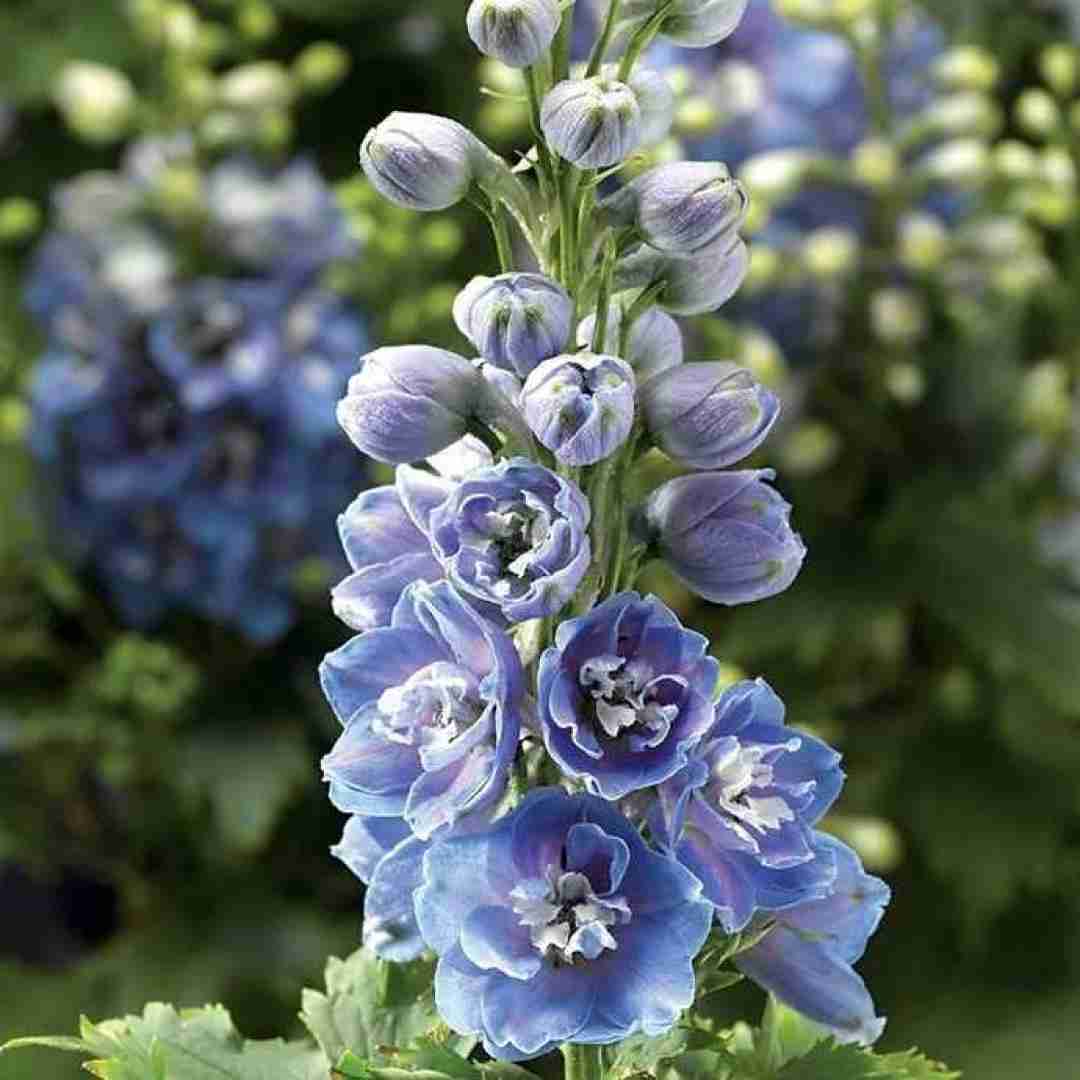  اول جوونیم حس میکنم پیرم زندگی نکرده از دنیا سیرم