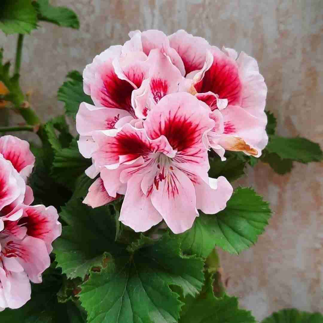  با تو شبارو میخوابم به عشقت پا میشم ترکیب رپی