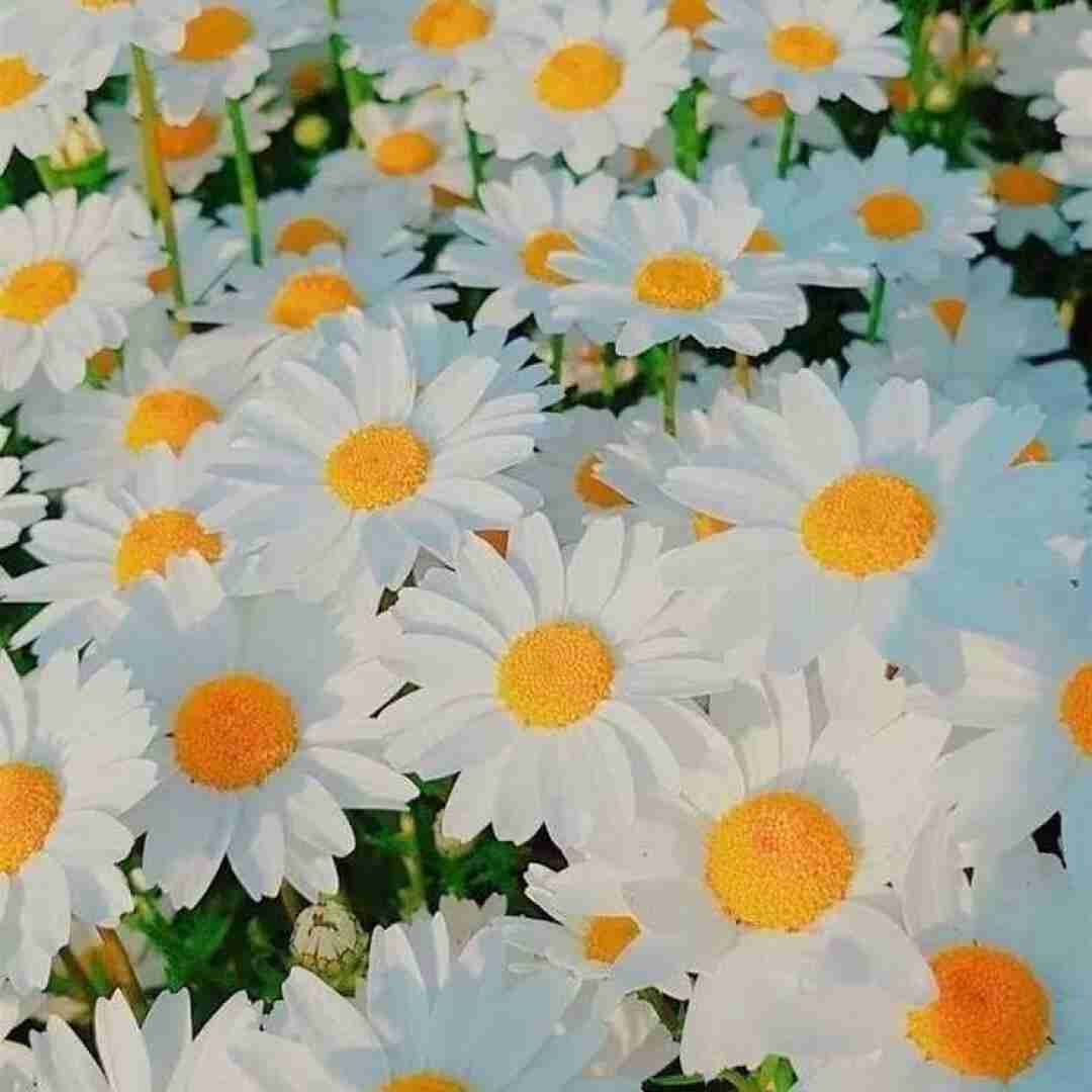 فاطمه عطایی عجل مارا نکش هنوز جوانیم گل نشکفته ی