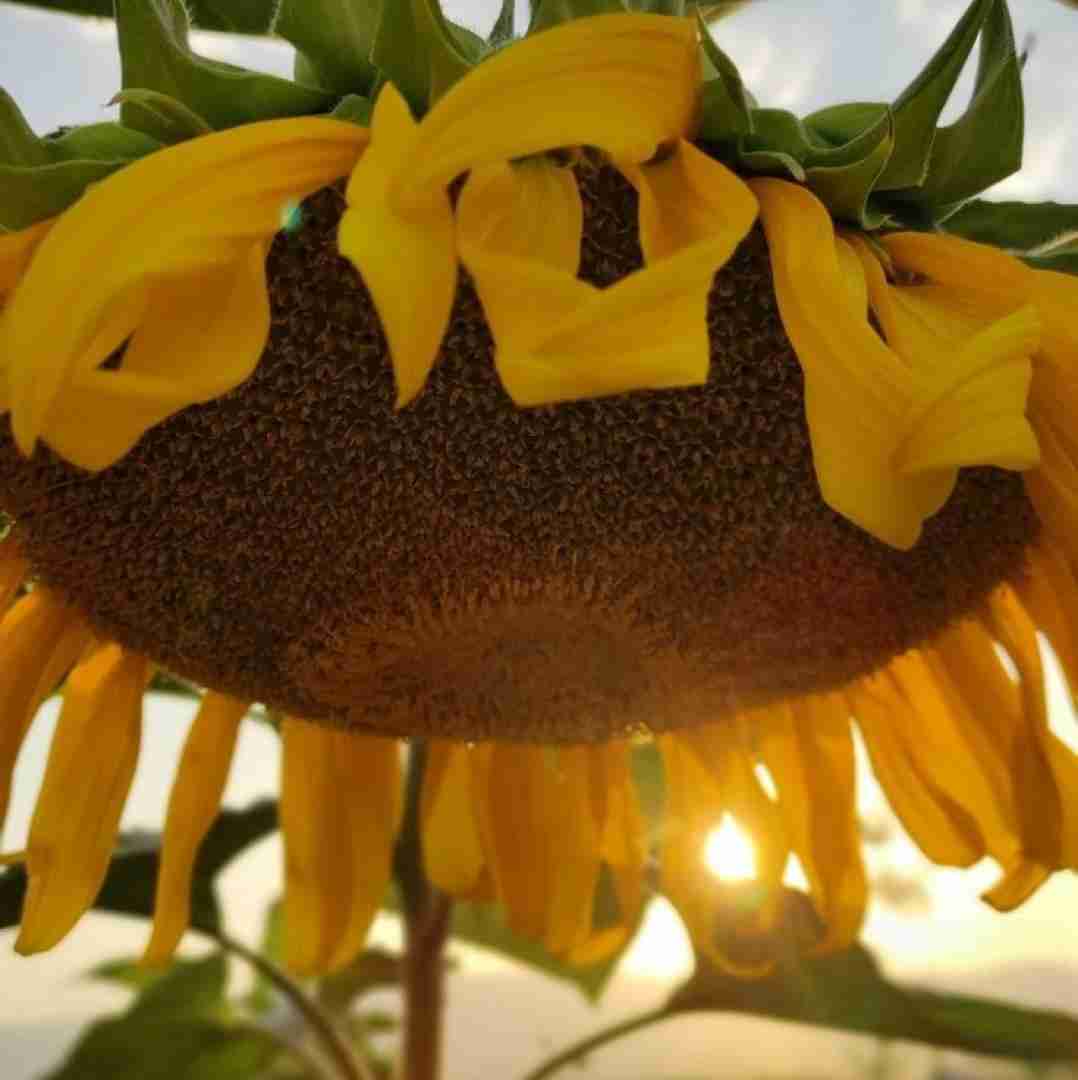 فوزیا ریپ لاو