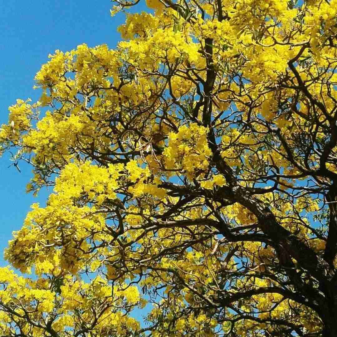 اگه تو موندی و برگای زرد نبودیم تو فردای هم