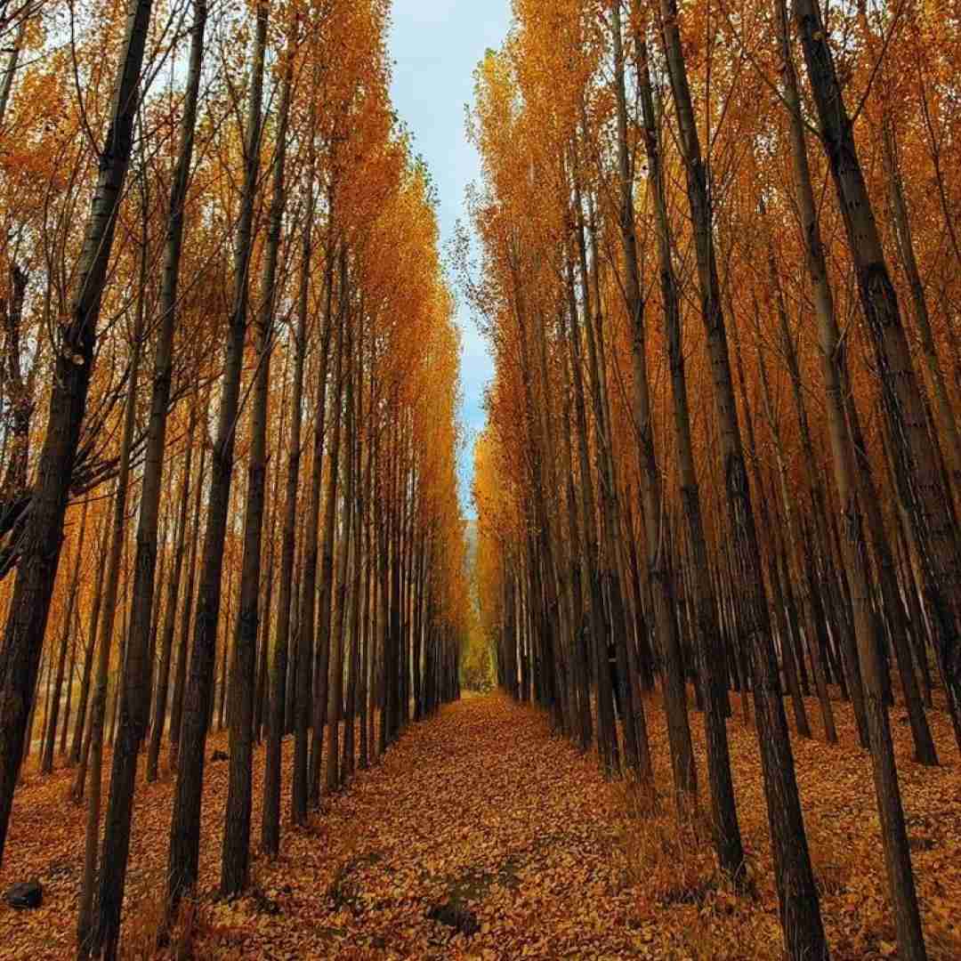  اومدم با نهایت فلکس پرچم بالاست