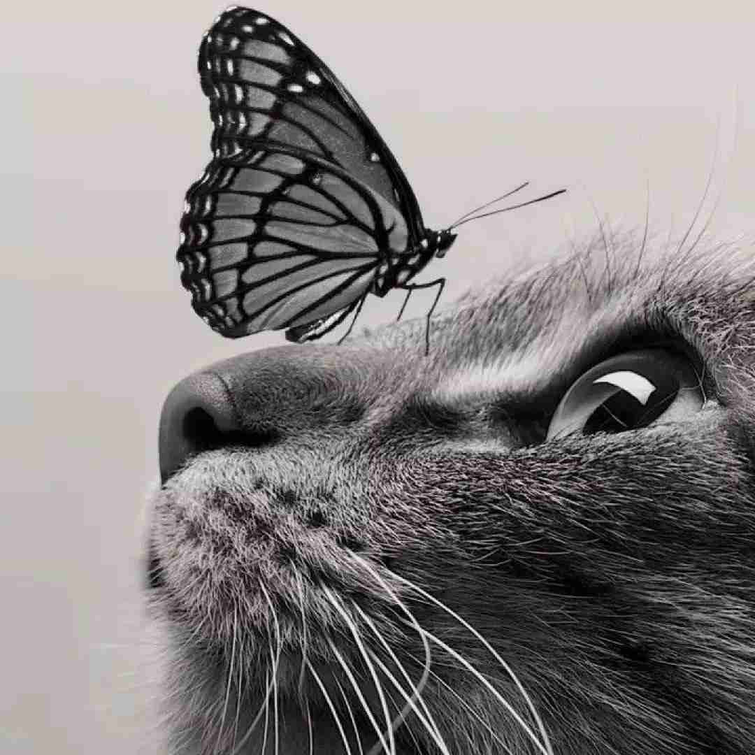 بهم سر بزن بیا تو این شب سرد توی برف و بارونو