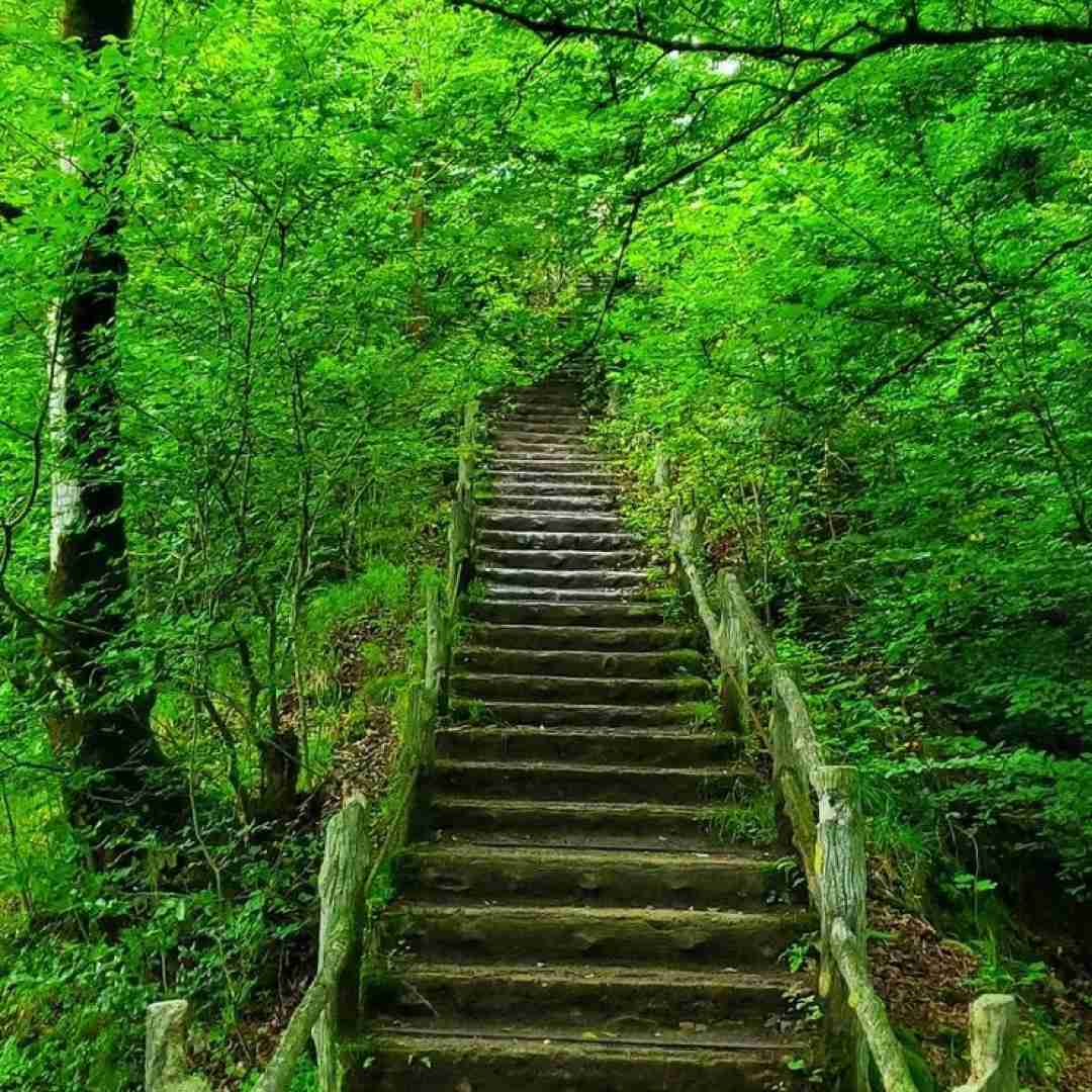  ما نقل و نباتا ما گل میاریم دسته به دسته ما اجرای گروهی