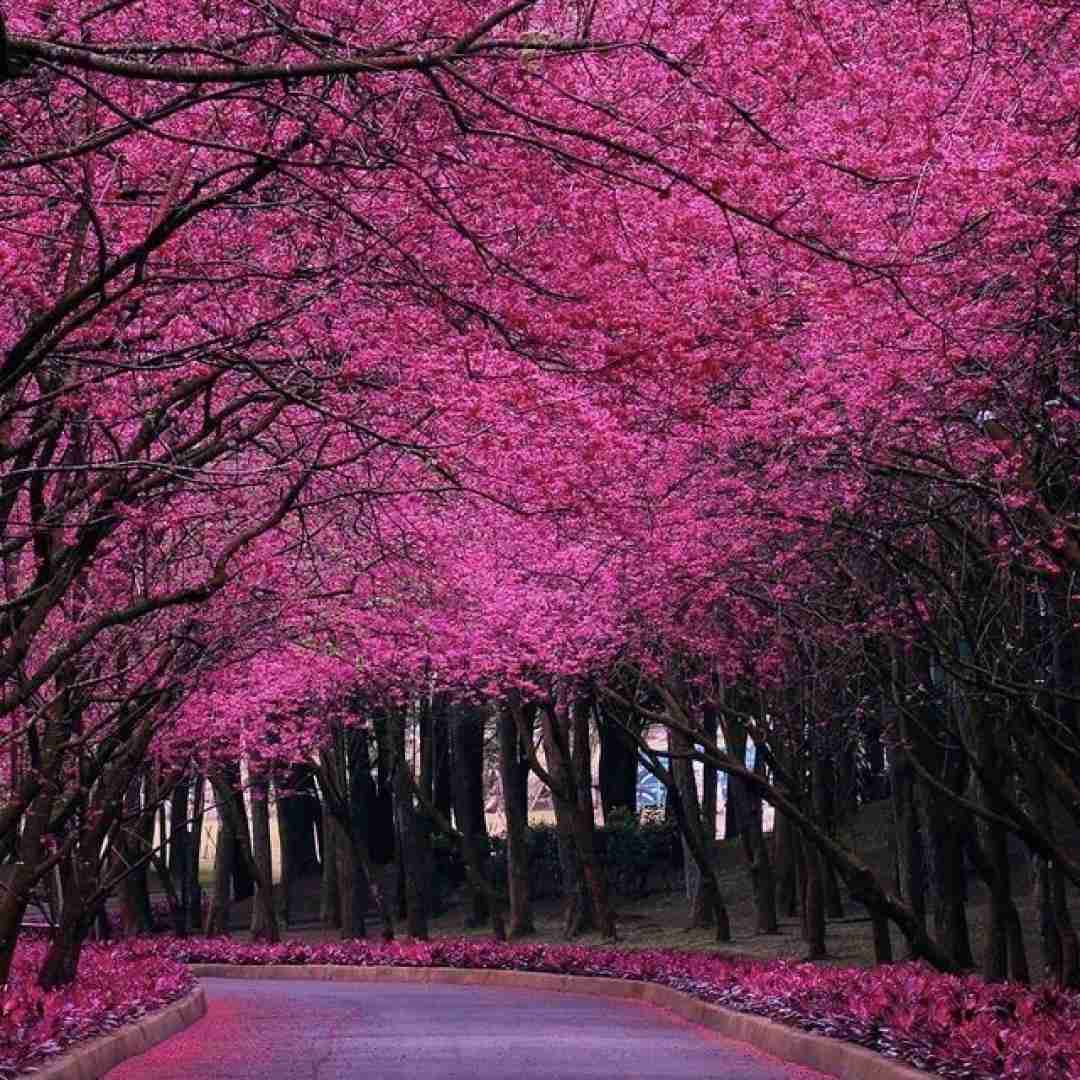  من قاطیه خلقی ام که فقیر و آس و پاسه من صدای دهاتم