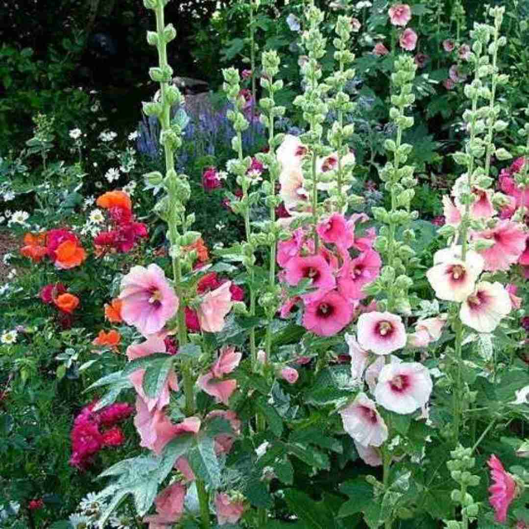 دیگه همه به ما میگن ستون به ما میگن