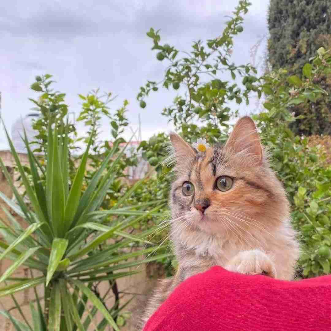  خیال میکردم عاشقت نمیشم اگه نگات کنم با صدای پسر