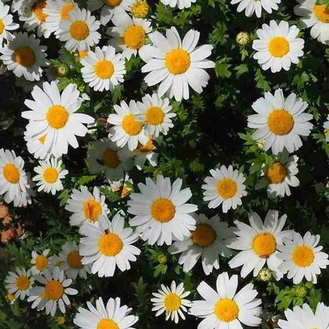  وای اگه برگرده پیشم براش پروانه میشم