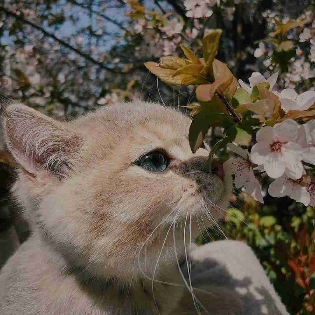  کی میگیره جاتو رو تنم کبودی بوسه هاتو کی میگیره