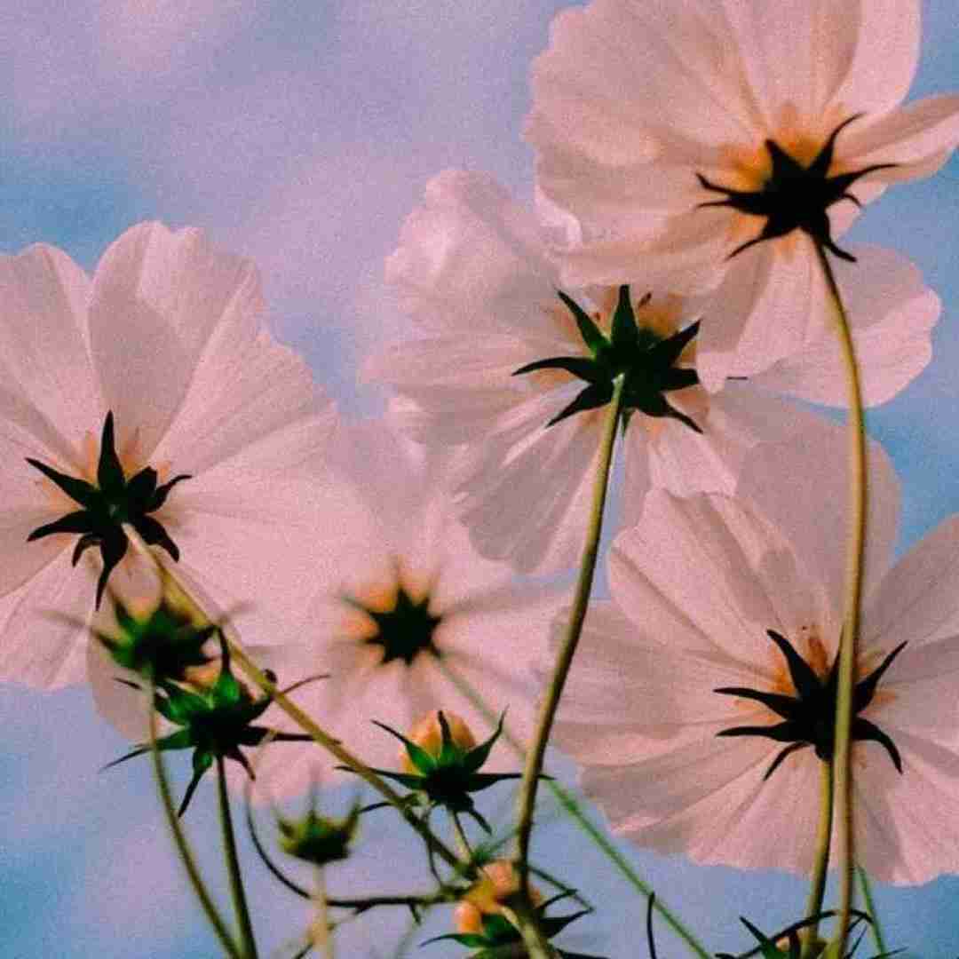  خانوم خانوما چیا از خدا گرفتی لبای گلی