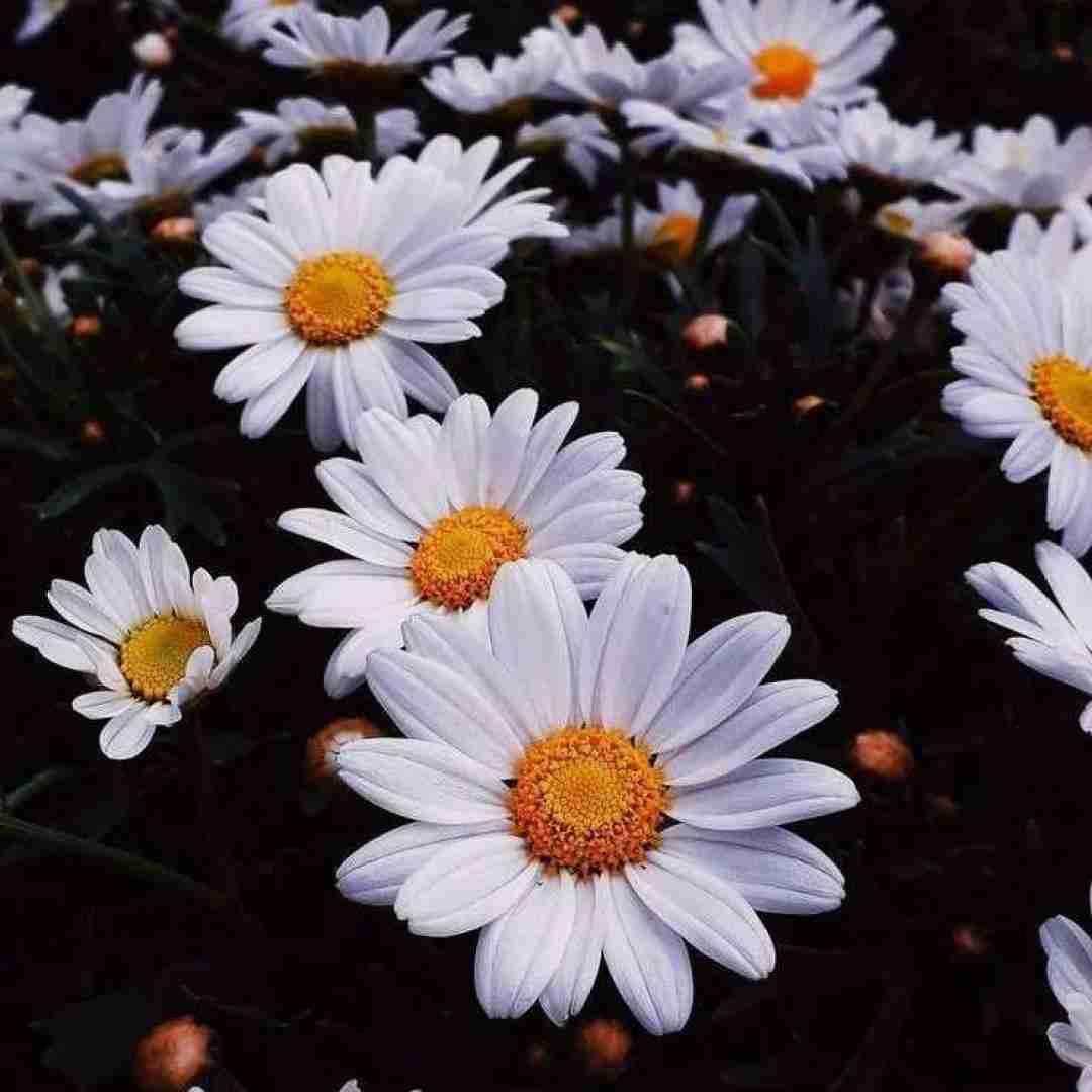 دشی قلبم زمین بازی یه مشت بچه بوده