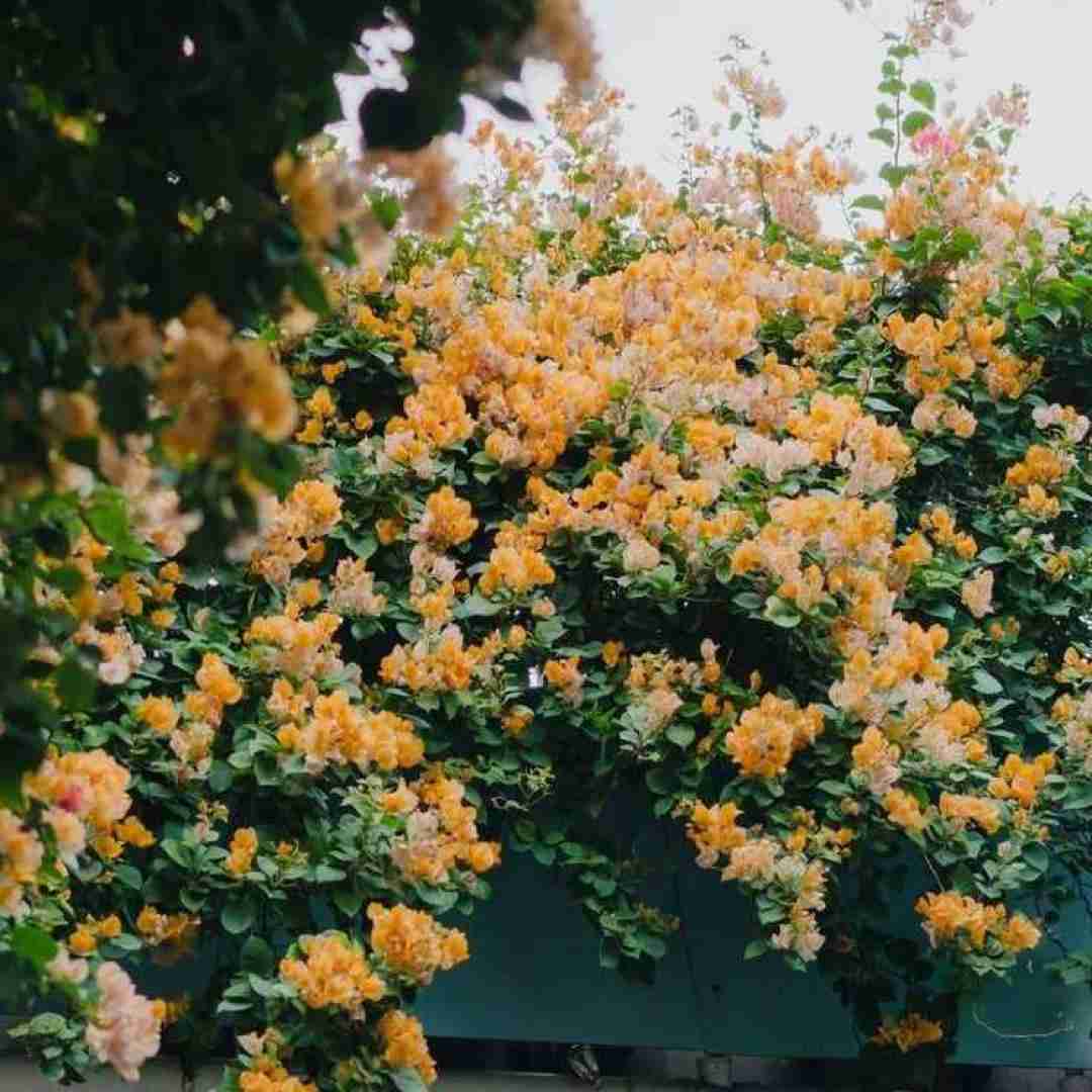  تو که محراب نگات قبله راز منه اون دوتا چشم سیات