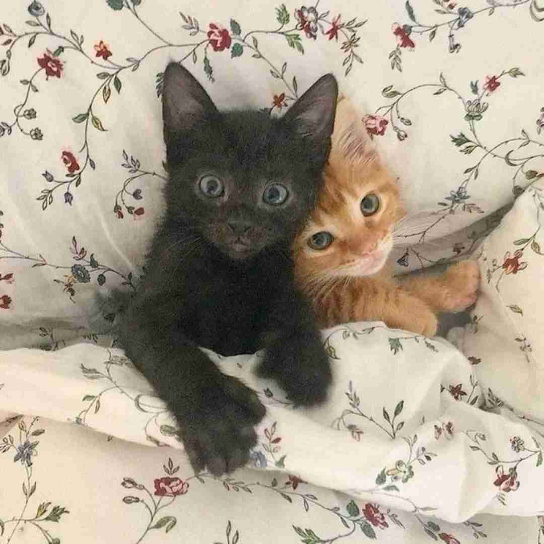  شمع میسوزه تا فضا بمونه روشن میشه دود از میخونه بلند