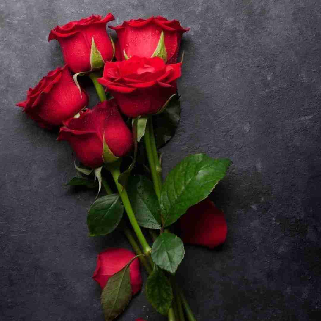  نشد مجابت کنم هیچ جوره گفتم بمون گفتی مگه زوره