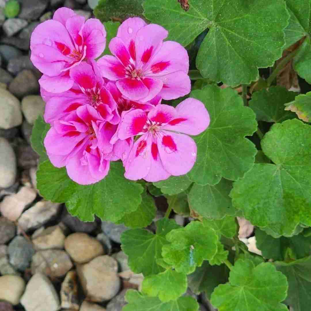  من یه خروسی خوشتیپ دنبال مرغم اینستایی